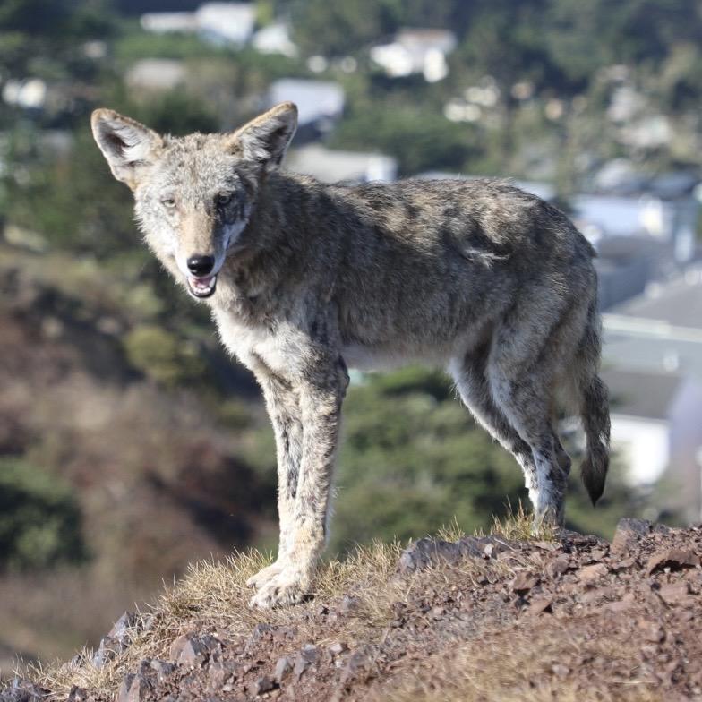 A coyote standing in the dry brush on the hillside at Twin Peaks, the city visible in the background behind it