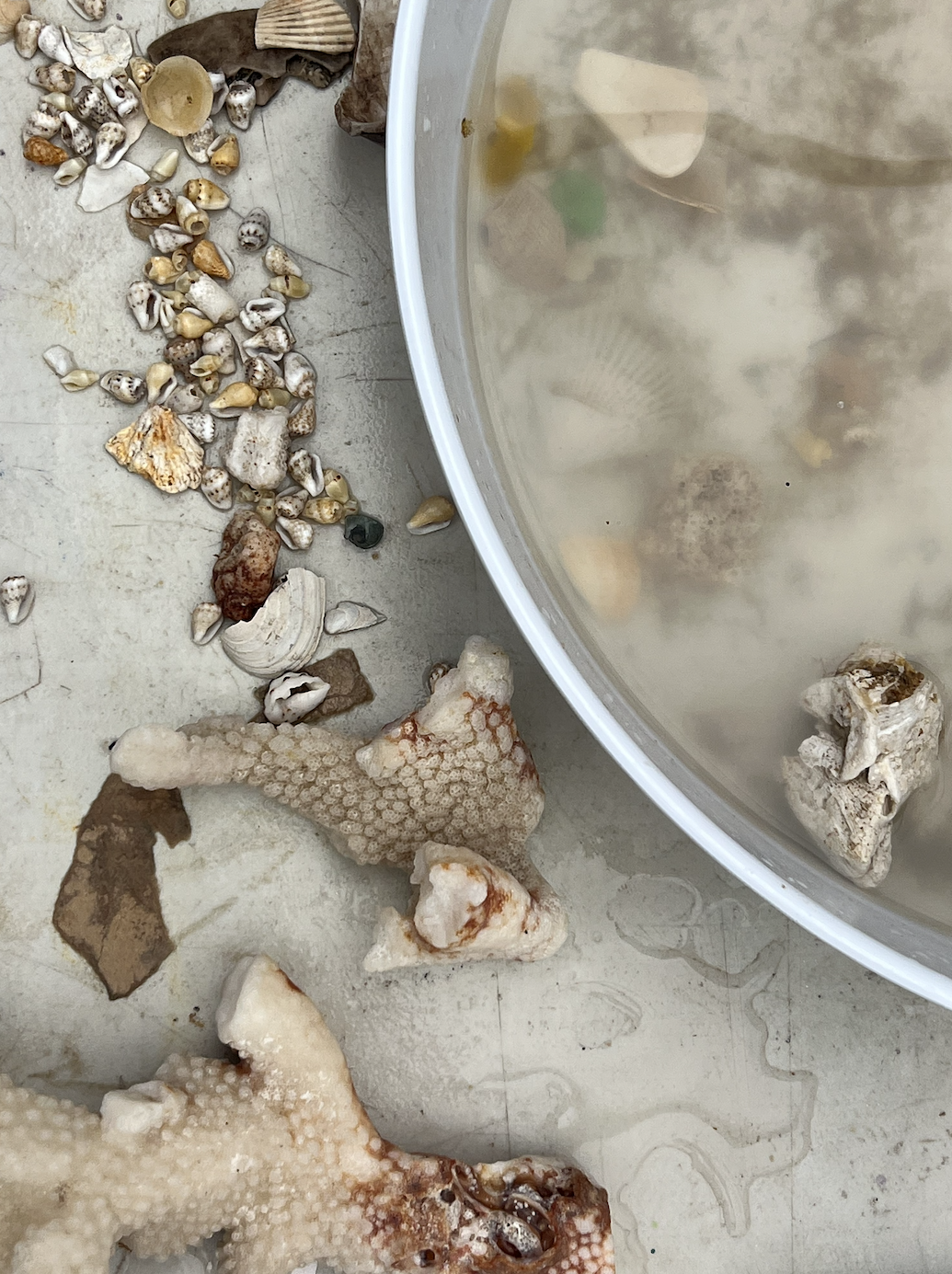 A collection of shells, stones, and natural materials gathered for jewelry-making
